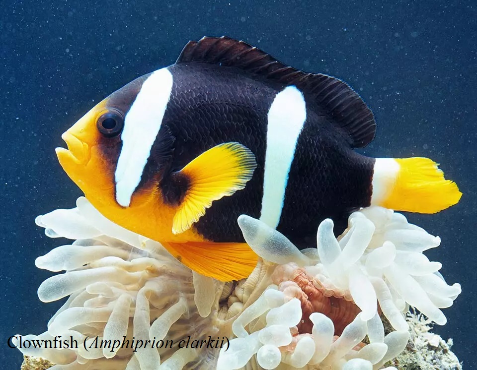 Clownfish